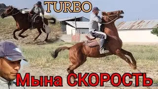 мына СКОРОСТЬ ат ТУРБО экен го😱 ДАСТАНДА