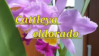 Cattleya eldorado. Описание и уход.