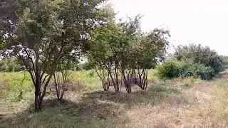 Новая жизнь дикой алычи 🔥