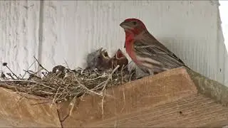 Hungry Baby House Finch Bird Fledgling Nest