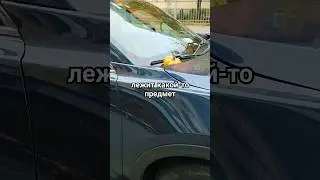 Если увидели это на капоте своей машины... #всепутем #подороге #прикол #странное #странно