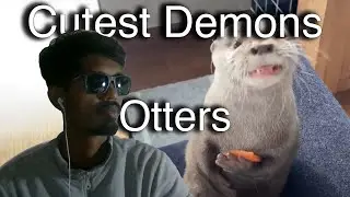Otters Are Devils in their Domain But Cute As Heck
