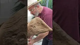 Чудесная скульптура из окаменевшего дуба #скульптураиздерева