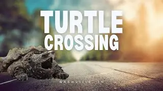 Snapping Turtle Rescue Nashville Tn
