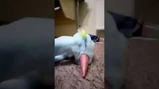 обзор на шапку