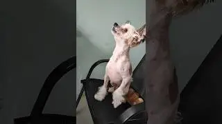 СОБАКА ОБИЖАКА #dog #dogs #shorts #short