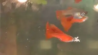 Full reds gold body