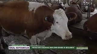 BURHAN HOCA İLE İDEAL HAYVANCILIK | FRESH (YENİ DOĞURAN) İNEKLERİN BAKIM VE BESLEMESİ