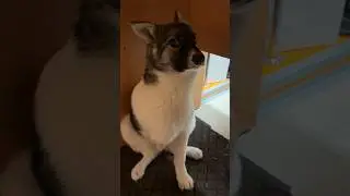 Реакция бездомного щенка Бесценна!😍 Трехлапая девочка сгрызла коврик.