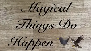 Magical Things Do Happen  🐦‍⬛ 🦅