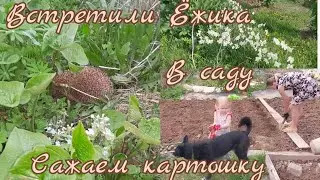 Обзор огорода. Сажаем картошку.