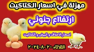 أسعار الكتاكيت اليوم في مصر الثلاثاء 20-8-2024 /ارتفاع أسعار و غضب المربي🤚