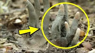 Attention! If you see THIS in the forest, get out of there immediately!