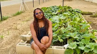 My backyard garden 🌶️🍋🌽part 1🫑🍅
