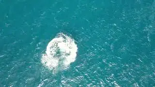 Whale Breaches Off of Waikiki Waters #whales #hawaii #waikiki  February 3, 2024