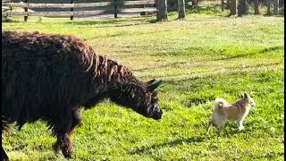 My Dog Meets A Llama