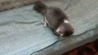 #Кошачьи