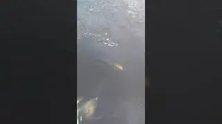 Зимняя рыбалка 2021! ВЕСНА! Отличный лов!!!на сети