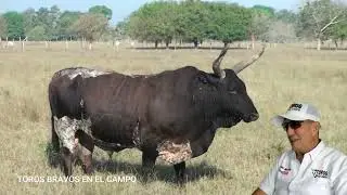 EL TORO BRAVO EN EL CAMPO