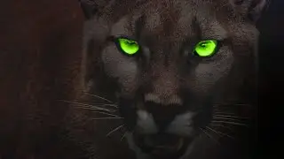 Wildlife - Episode 4 - Off Grid Ranch Arizona