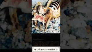 I searched up crickets and I see this #ohio #funny #ripebanana #elonmusks #meme #bananaday #psx #