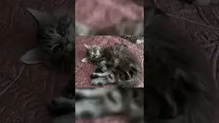 Мейн Кун котенок🌟🐈‍⬛ 