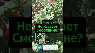 Чего не хватает смородине? Ответ тут  #огород #смородина #грядки  #дача #сад #садоводство