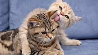 Troop kittens come for lunch
