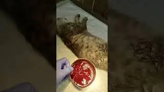 История спасения котика Жорика, у него мочекаменная болезнь @zoovetdoctor