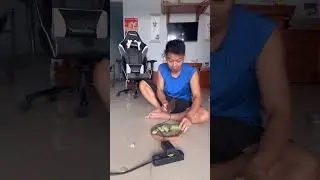 CRUSH FACTZ YT p522  😱🐕🤯 #shorts, #ytshorts #shortsvideo