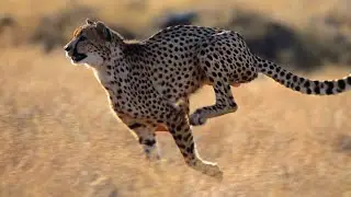 Гепард \ Cheetah