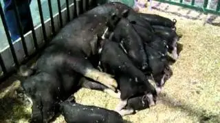 Indiana state fair piglets