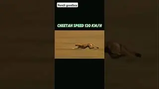 cheetah vs zarzour 