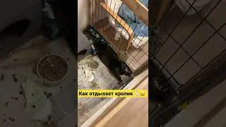 Как отдыхает кролик 