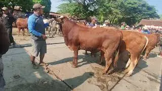 HARGA SAPI JANTAN NOVEMBER 2024