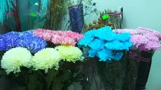 Растёт ли цветочный ажиотаж перед 1 сентября в Бийске? ("Будни", 30.08.24г., Бийское телевидение)