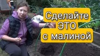 Сделайте ЭТО с малиной и ежевикой | Сажайте только так