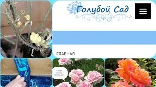 🌹Обзор посылки с розами из питомника 