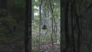 I can't believe that just happened... #Hunting #Turkey #turkeyhunting #outdoors #wildlife #funny