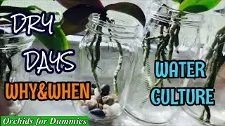 Water Culture Orchid For Beginners | When to let Phalaenopsis Orchids Dry Out