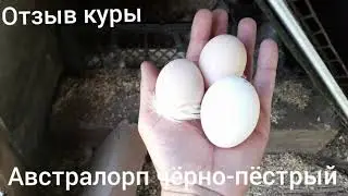 Куры Австралорп чёрно-пёстрый.Отзыв