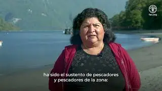 Fortaleciendo la gobernanza y pesca del puye en área de conservación marina al sur de Chile