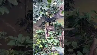Monkey Funny Story #shorts #short #shortvideo