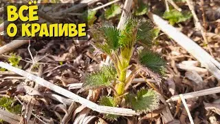 Крапива на Сахалине / Полезные свойства и применение крапивы