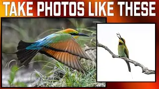 Photographing Stunning Rainbow Bee Eaters