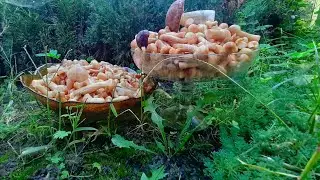 Опеньки 2021