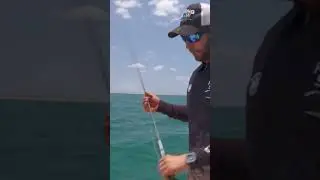 Nicko isn't stressed about this Cobia, at all! 😂 #cobia #fishing #stress #shark