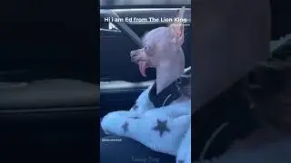 Part 1 • Funny Animals Moments