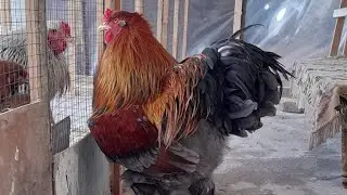Курапачий галубой Брама #галубойкурапачий.