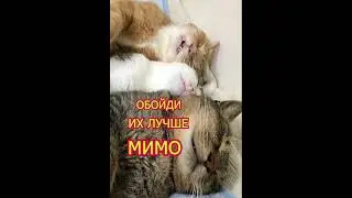 Котяшки 2.0 #shorts  #cat #funny #юмор